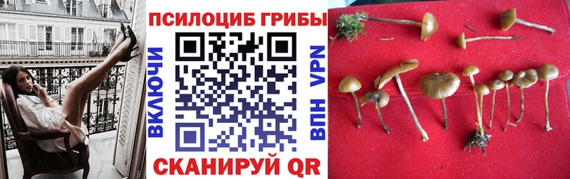 ОМГ ОМГ   Нолинск  Псилоцибиновые грибы мицелий 
